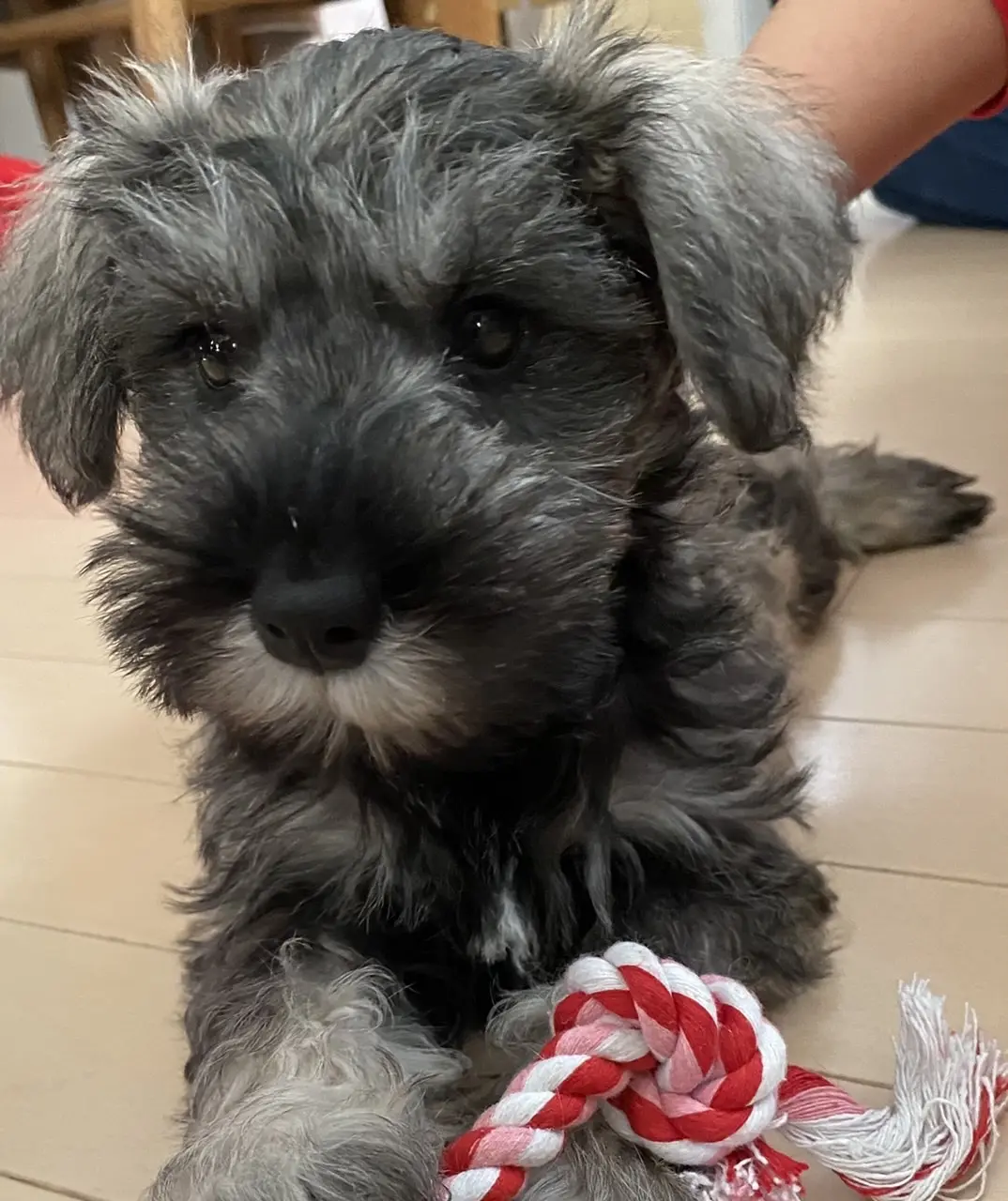 はじめてのトリミング！の画像_1