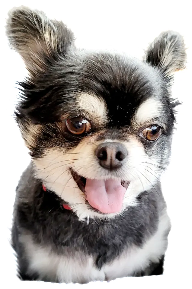 うちのワンコの画像_1