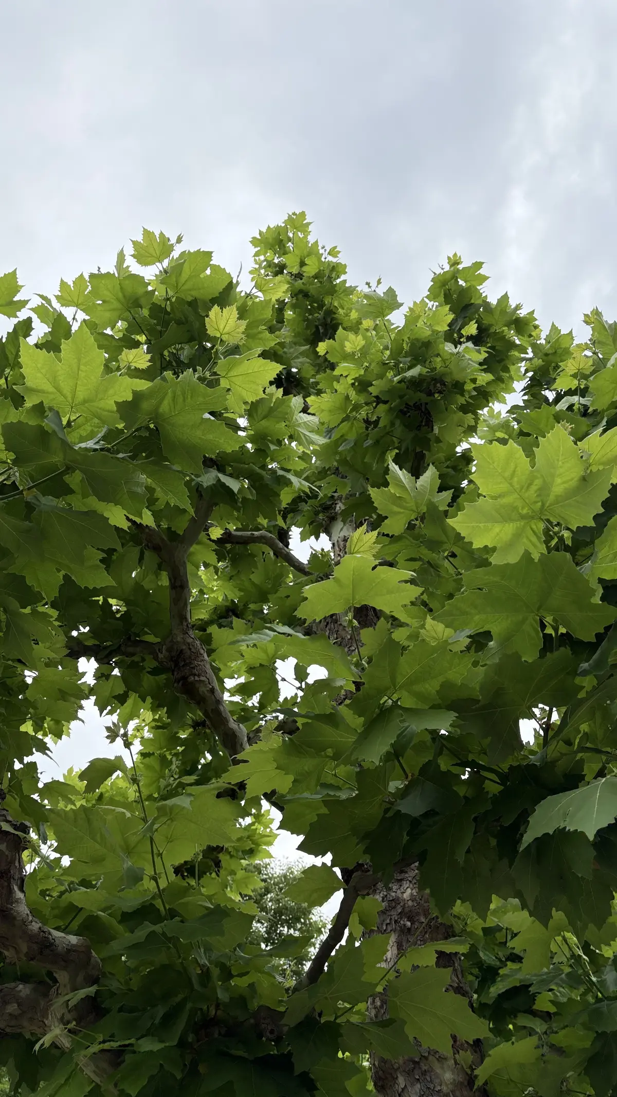 50代ユニクロGUコーデの画像_5