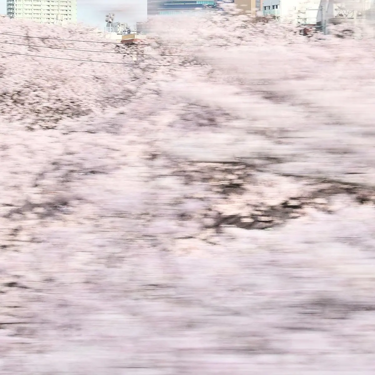 目黒川　桜　満開