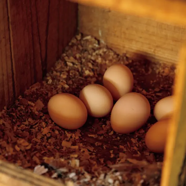 有元葉子　高知