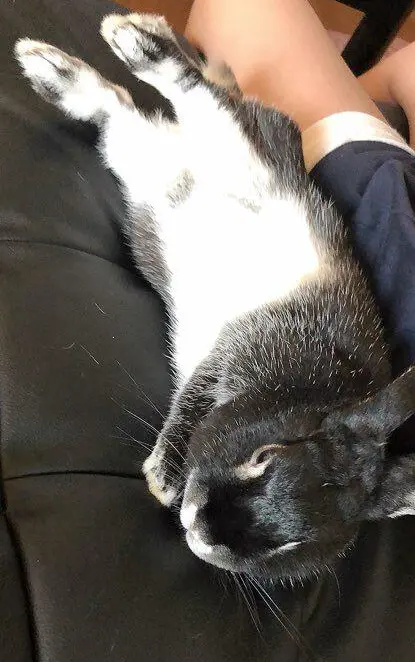 うさぎ　ネザーランドドワーフ　ブラックシルバーマーチン　おうち時間　ラビットラン　ラビットラン代官山　jマダム ペット　アニマルセラピー　ウサギマスター検定