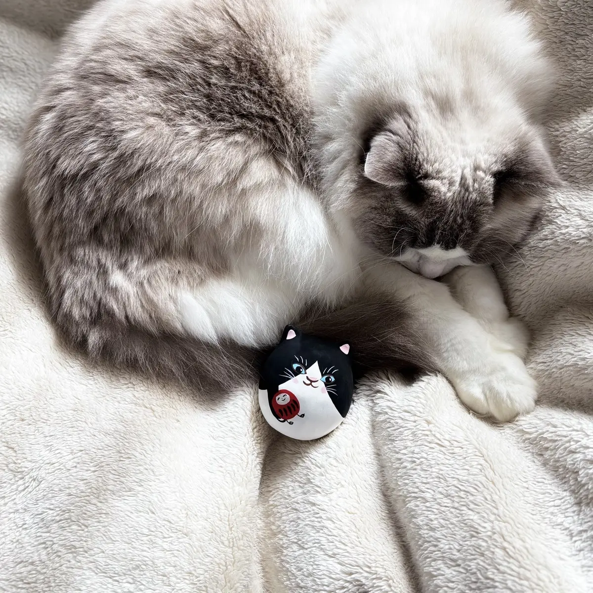 《だるチャン ニャンとかなるだる》と猫（下の子》