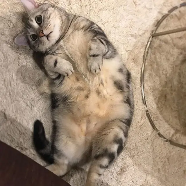 Am I cute?の画像_1