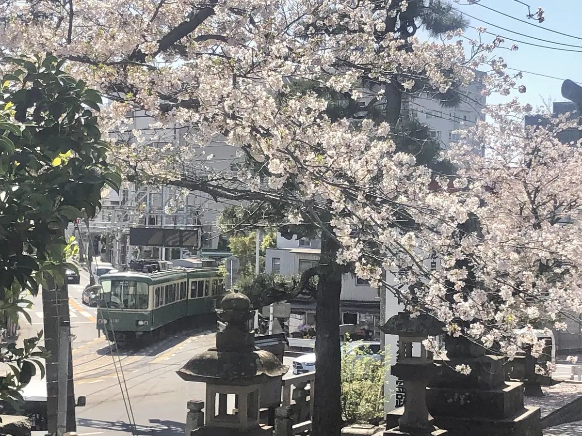 鎌倉、海の近く。桜と浜辺とパン屋さんへ朝の画像_5