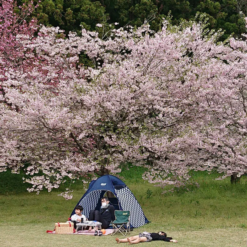お気に入りのピクニックバスケットで一足遅の画像_4