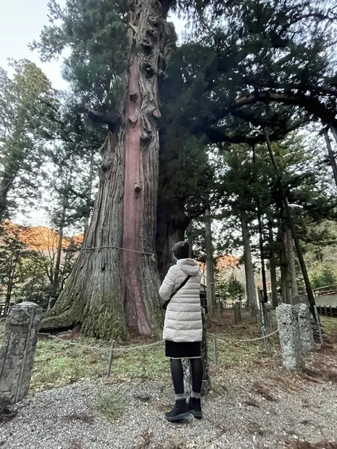 塩原天満宮の逆杉