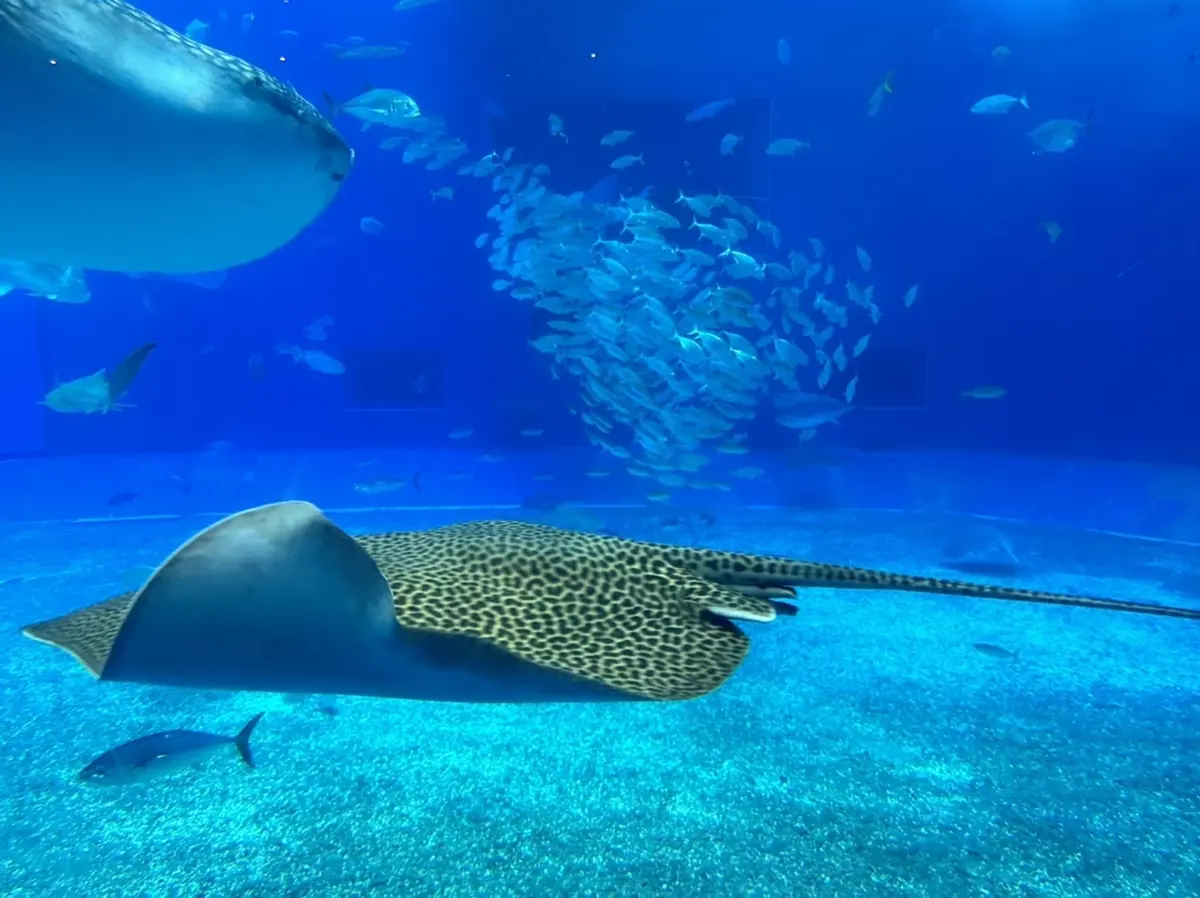 美ら海水族館