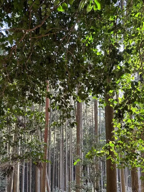 2024年、明けましておめでとうございまの画像_5