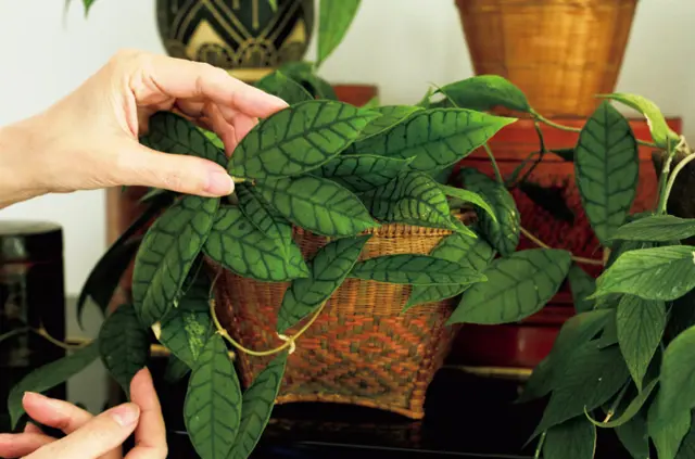 かれんさんお気に入りのホヤ系の中でも葉脈が美しいホヤ・カリストフィラ