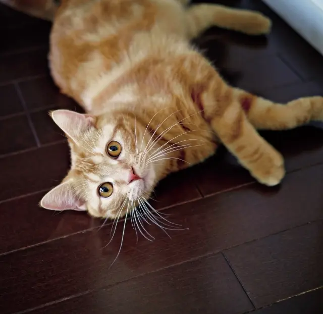 れお　♂ アメリカン・ショートヘア 8カ月