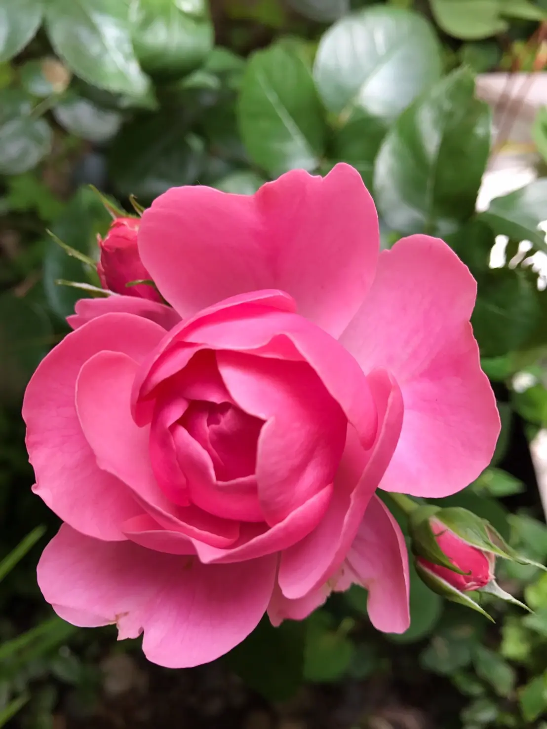 バラが咲いたの画像_2