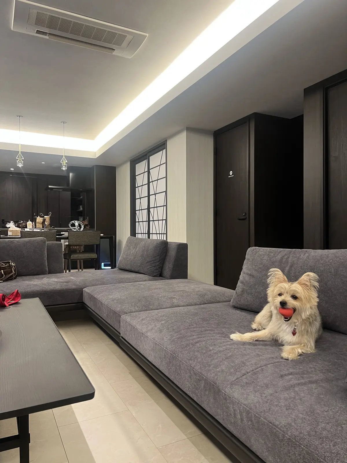 ソファーでくつろぐゾーイちゃん