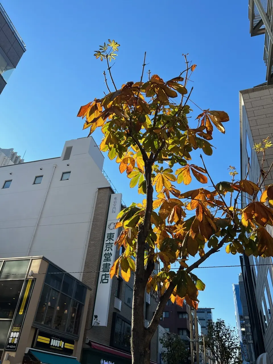 神保町をぶらり♪古書店とカレーライスの画像_14