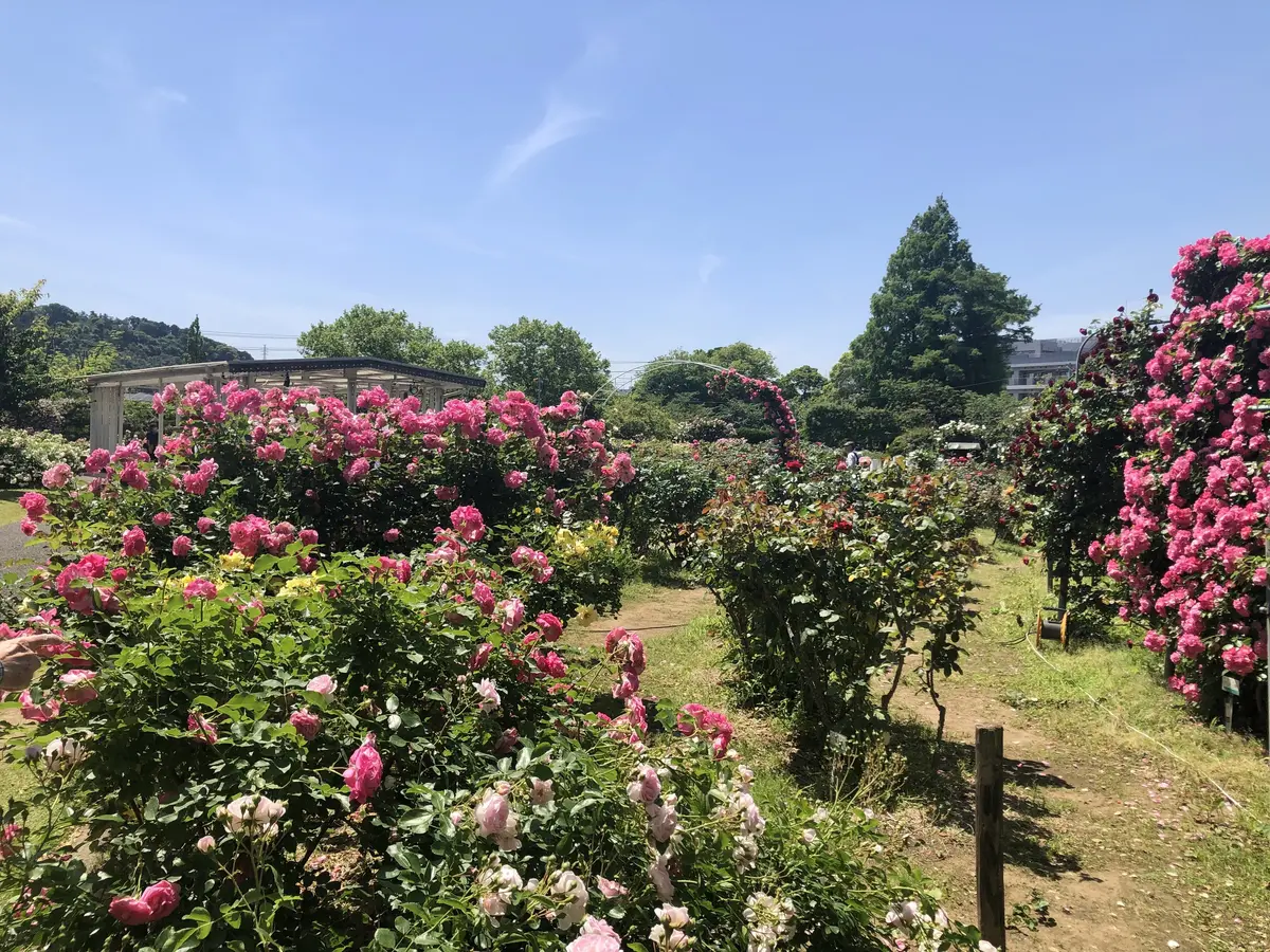 鎌倉の麗しきバラの画像_7