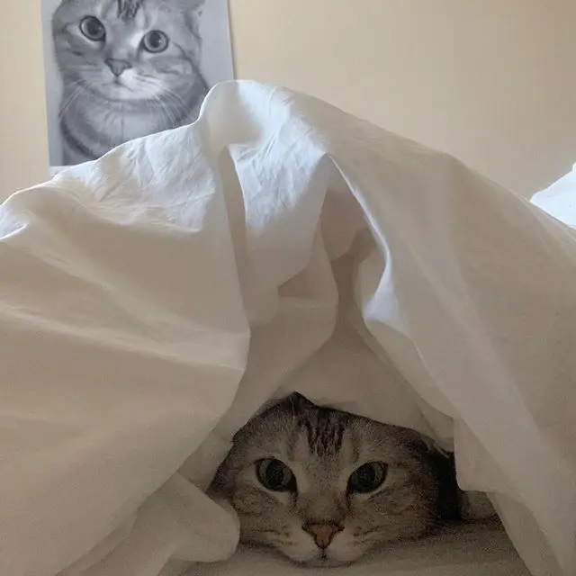 誰か来たにゃ！ビビって隠れるアラン（動画の画像_1