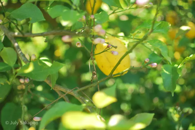 【さかぽんの冒険】海からの風香るレモン狩の画像_13