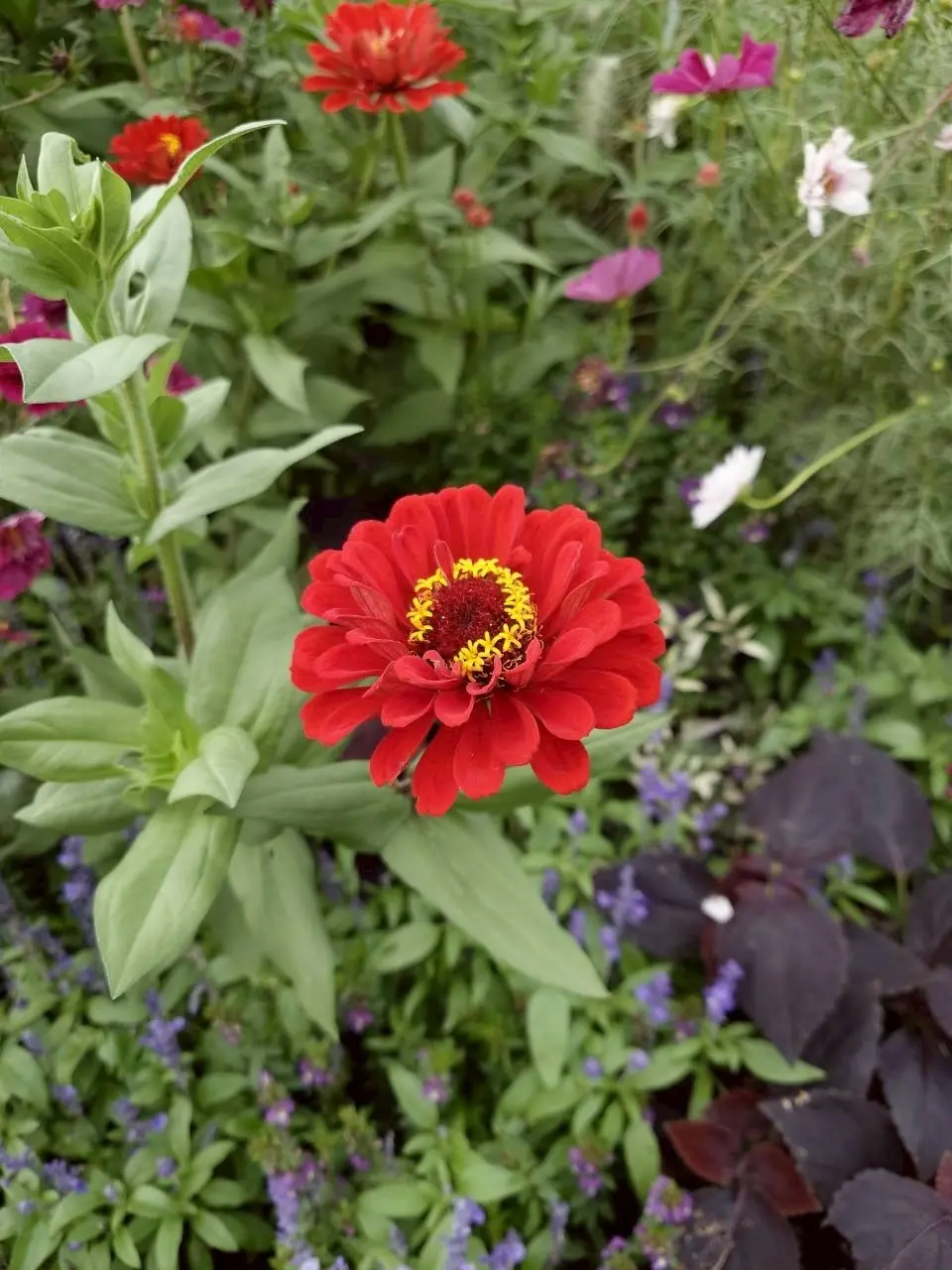 里山ガーデンフェスタ