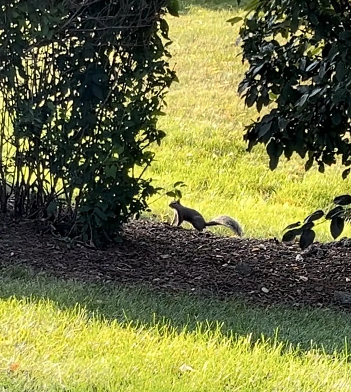 旅するように暮らす②ゆるランinシカゴの画像_8