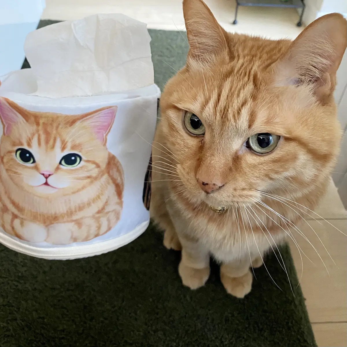 スーパー猫の日！イベント開催中！の画像_7