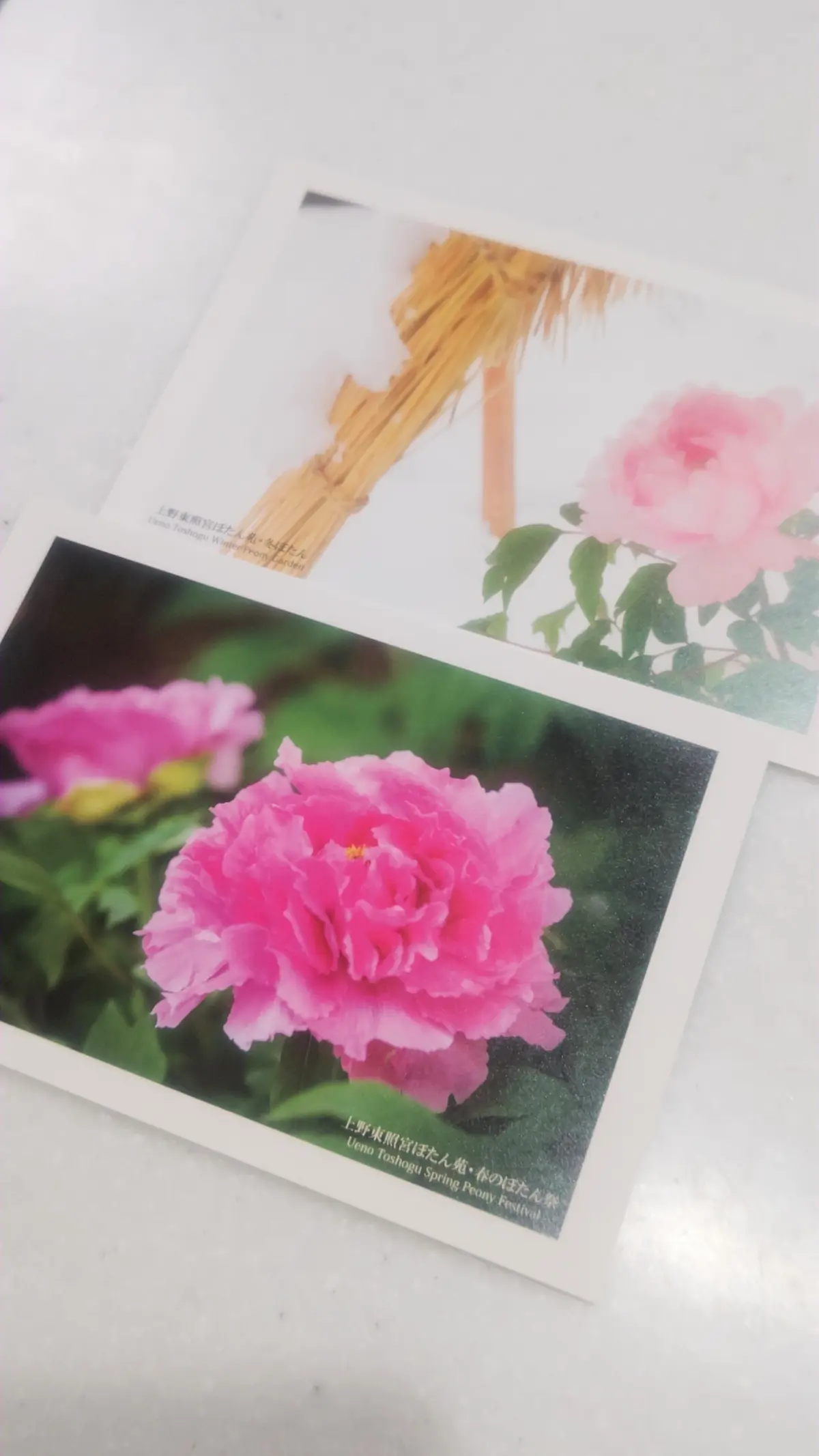 大人の遠足【上野東照宮ぼたん苑】アラフィの画像_7