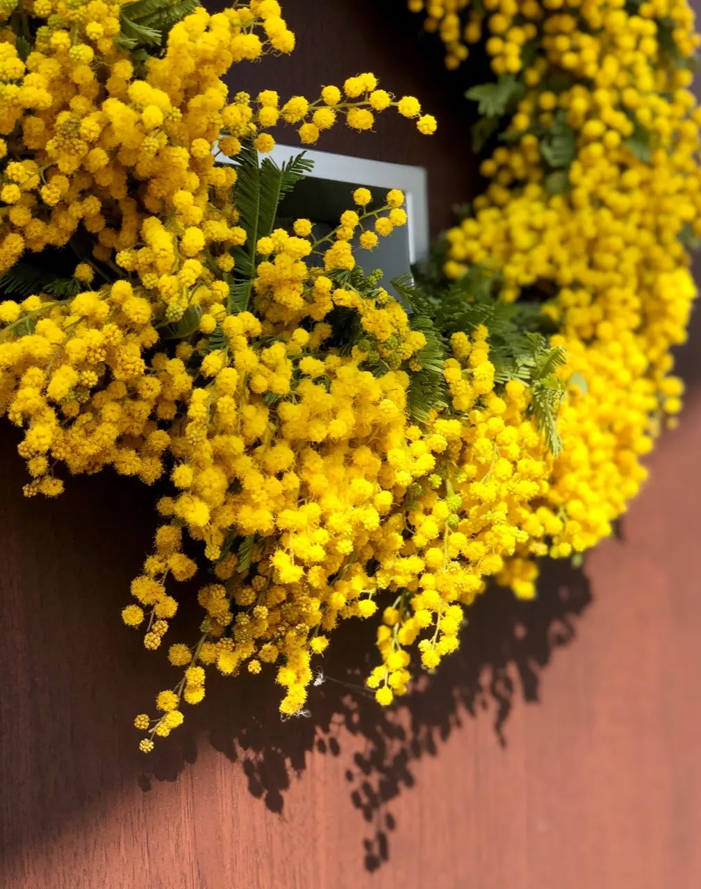 Mimosa Day 2024！！！の画像_3