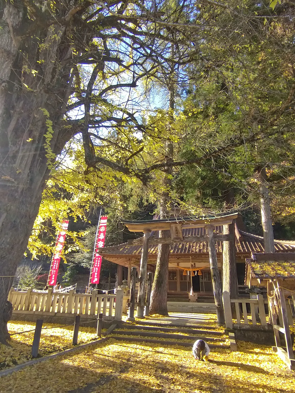 秋を探し求めて…紅葉に大銀杏に、行列の出の画像_10