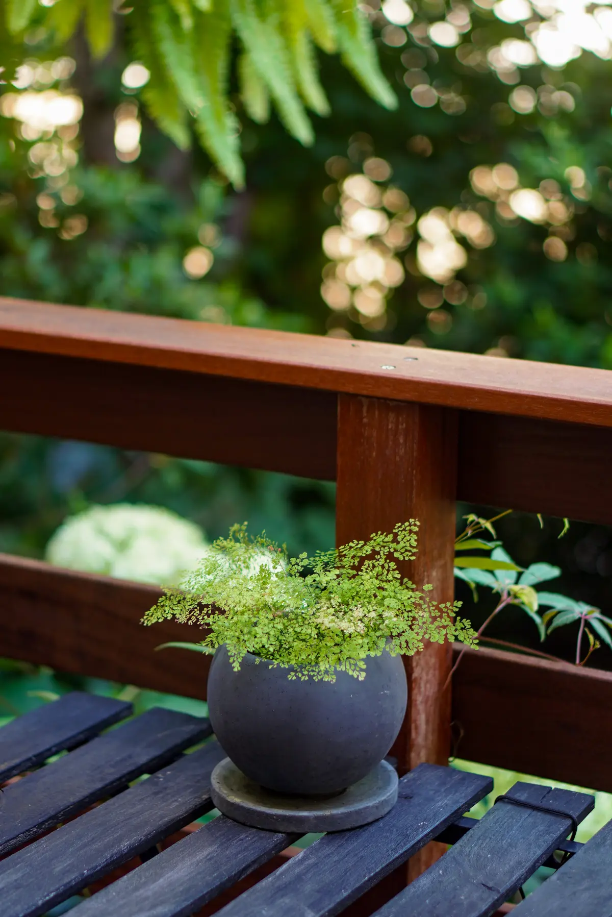 涼を呼ぶグリーンや花を部屋に♪の画像_10