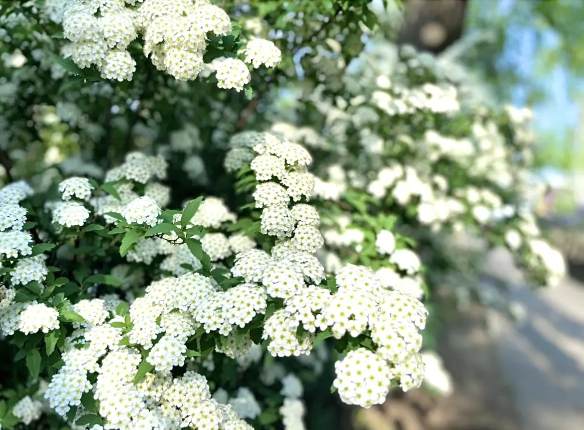 ベトナム刺繍の日傘で、両親と花々散策♩の画像_6