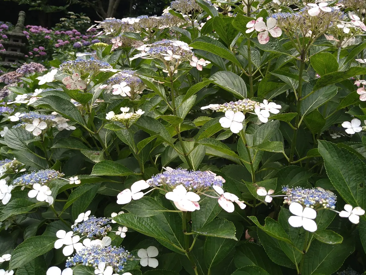 〈鎌倉〉紫陽花とランチとクリームソーダとの画像_19