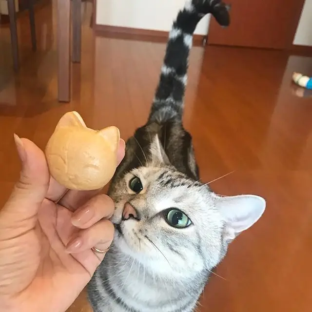 もにゃか！の画像_1