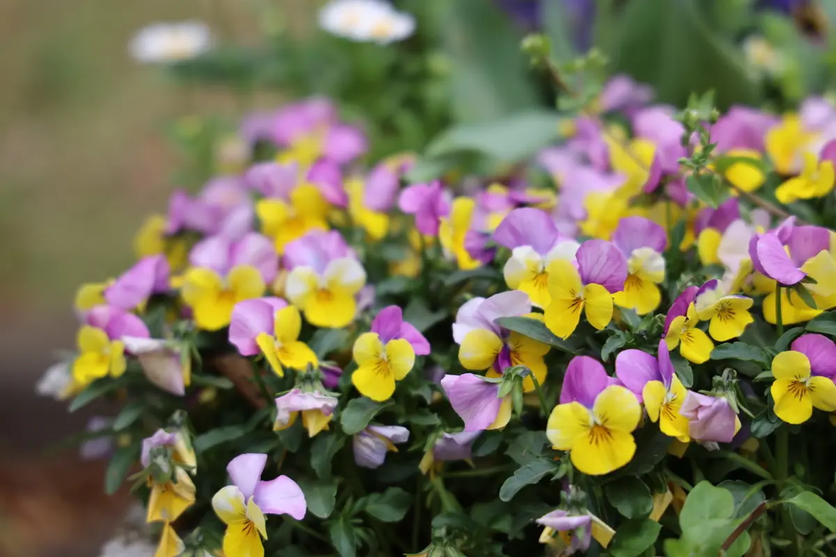 昭和記念公園