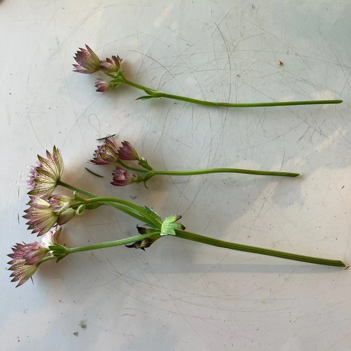 アストランティア