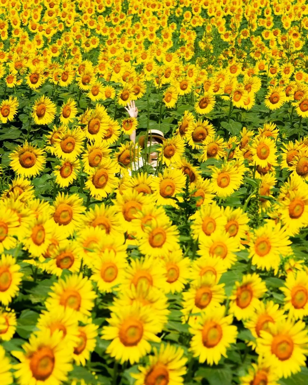 🌻ひまわりフェス🌻から、ひょっこりぽん♡の画像_4