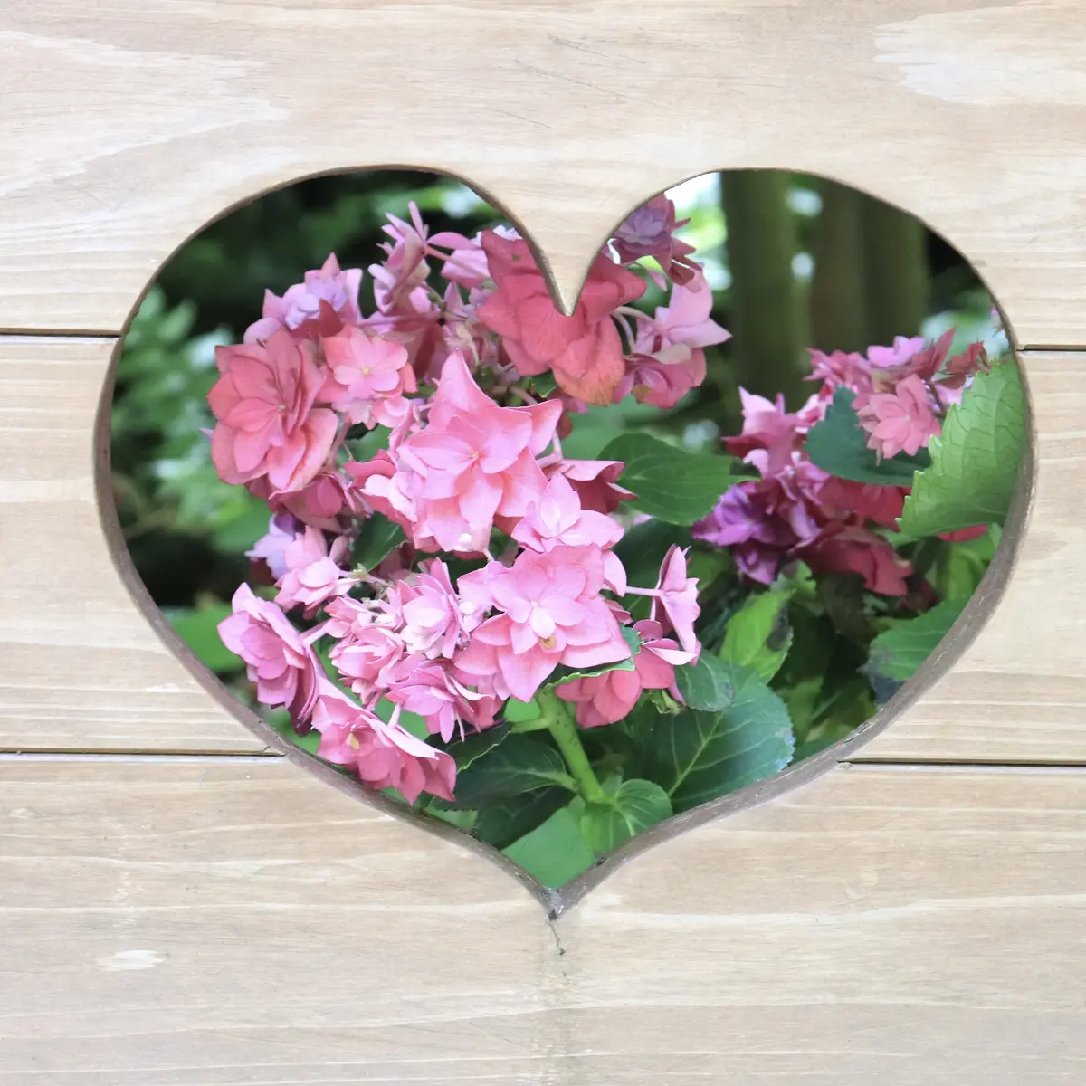 ハート形の紫陽花　紫陽花