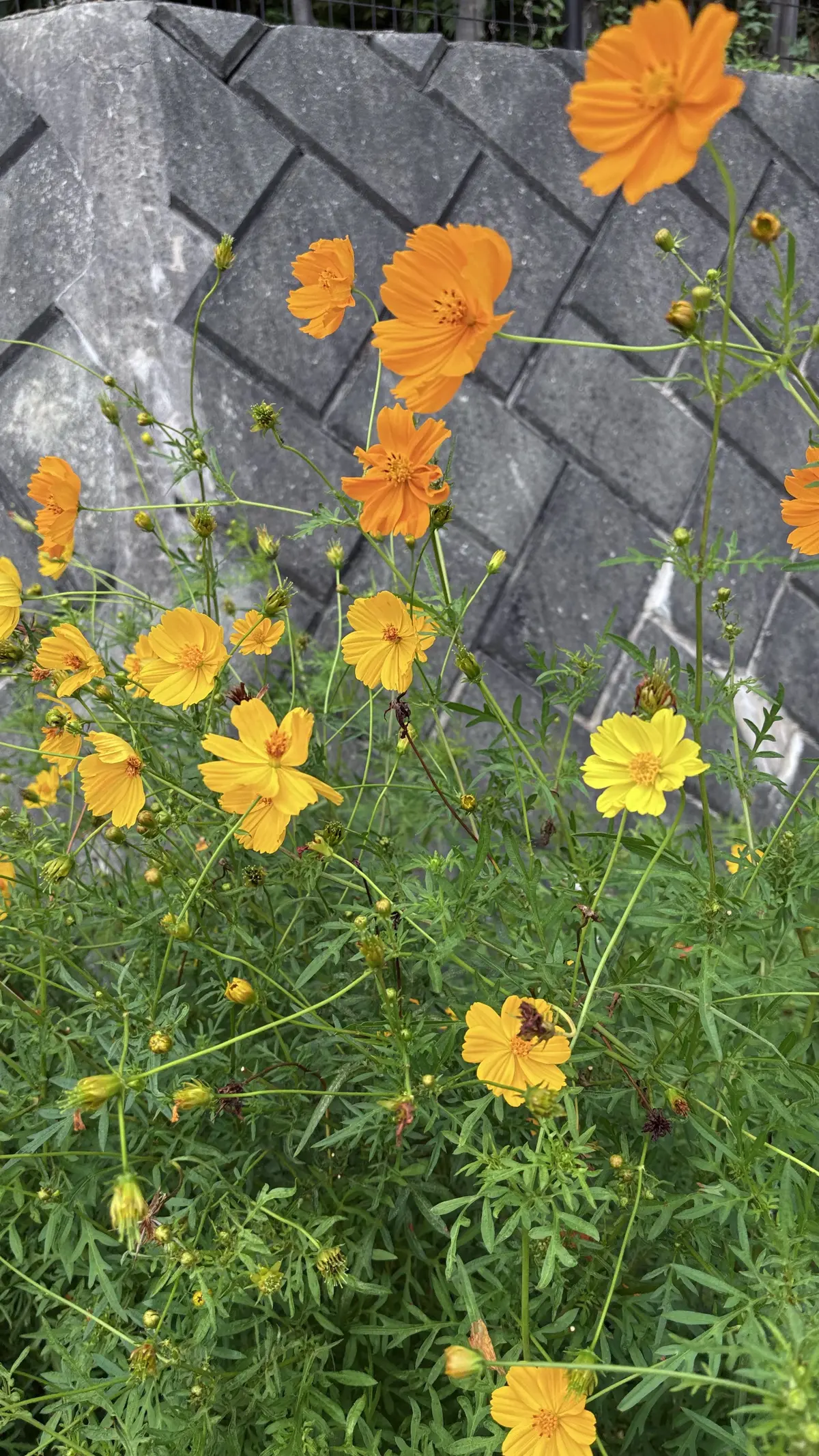 コスモス　秋の花　秋桜　オレンジ色