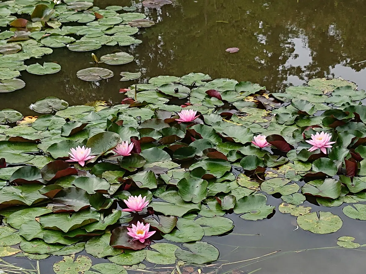 私にとって唯一無二の場所 DIC川村記念の画像_16