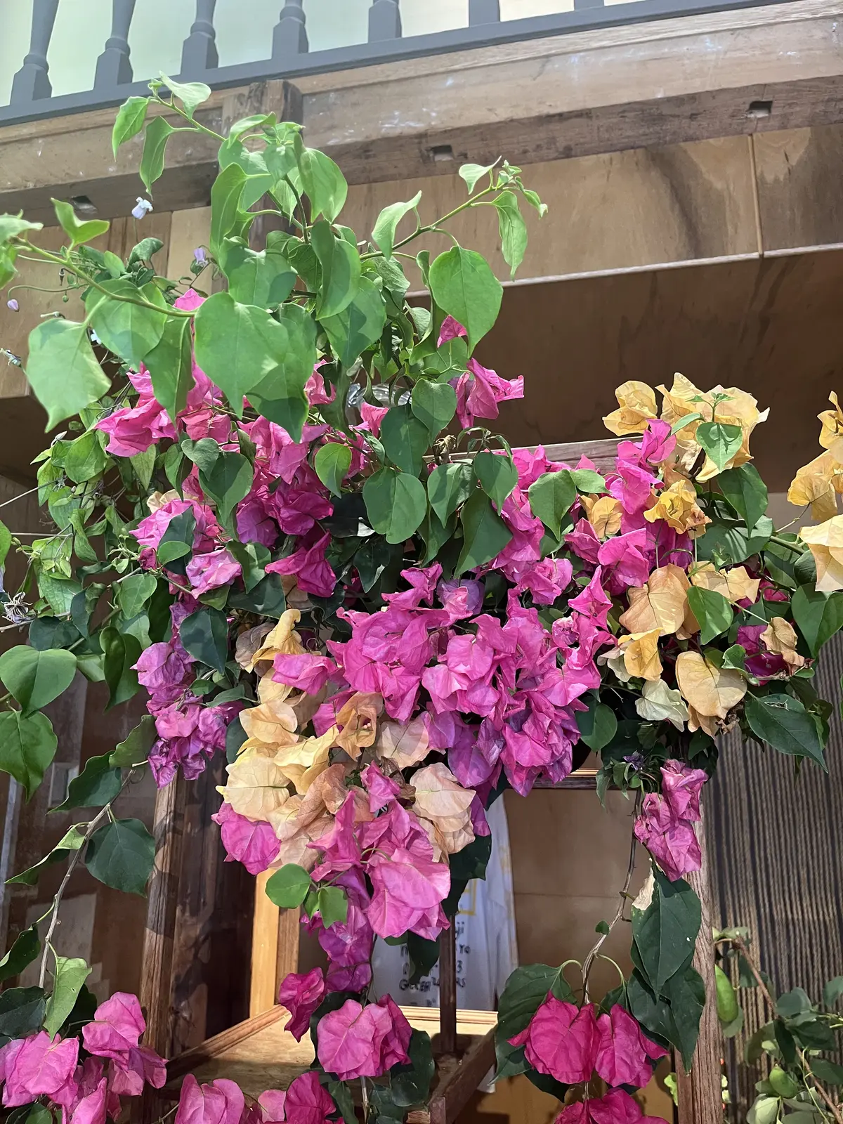 初夏のお花で『花屋で写真館♪』の画像_7