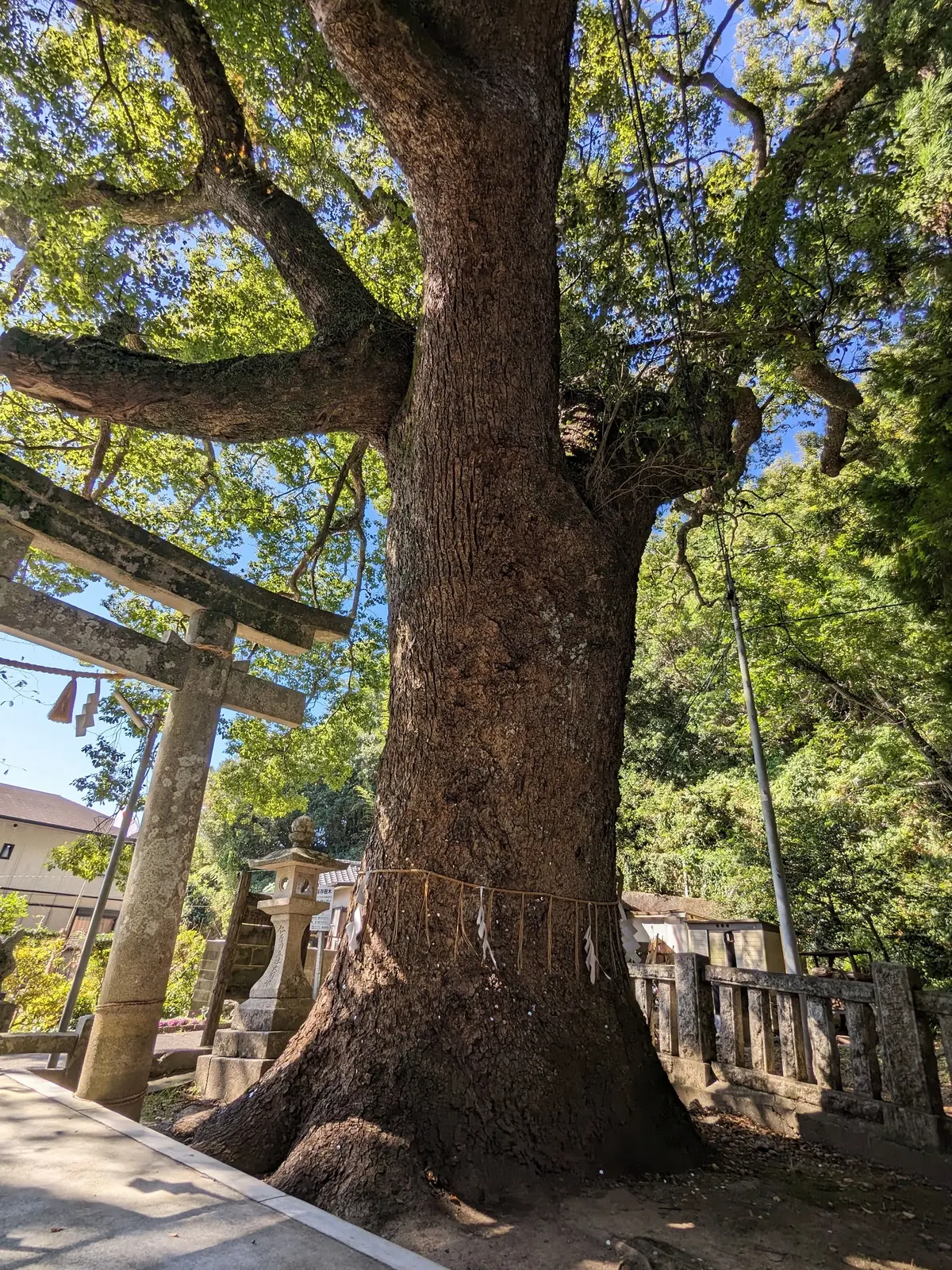 高知やき！ 盛り沢山な大人女子旅になったの画像_6