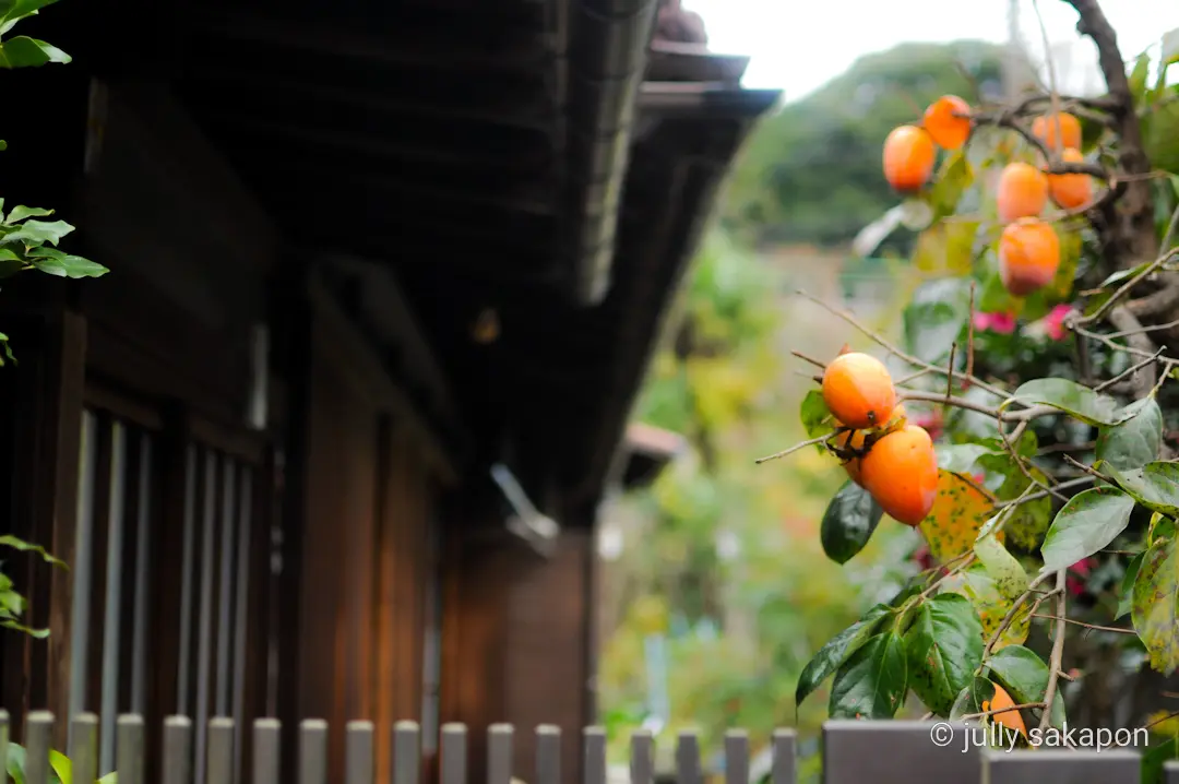 【さかぽんの冒険】フライング紅葉狩り@北の画像_4