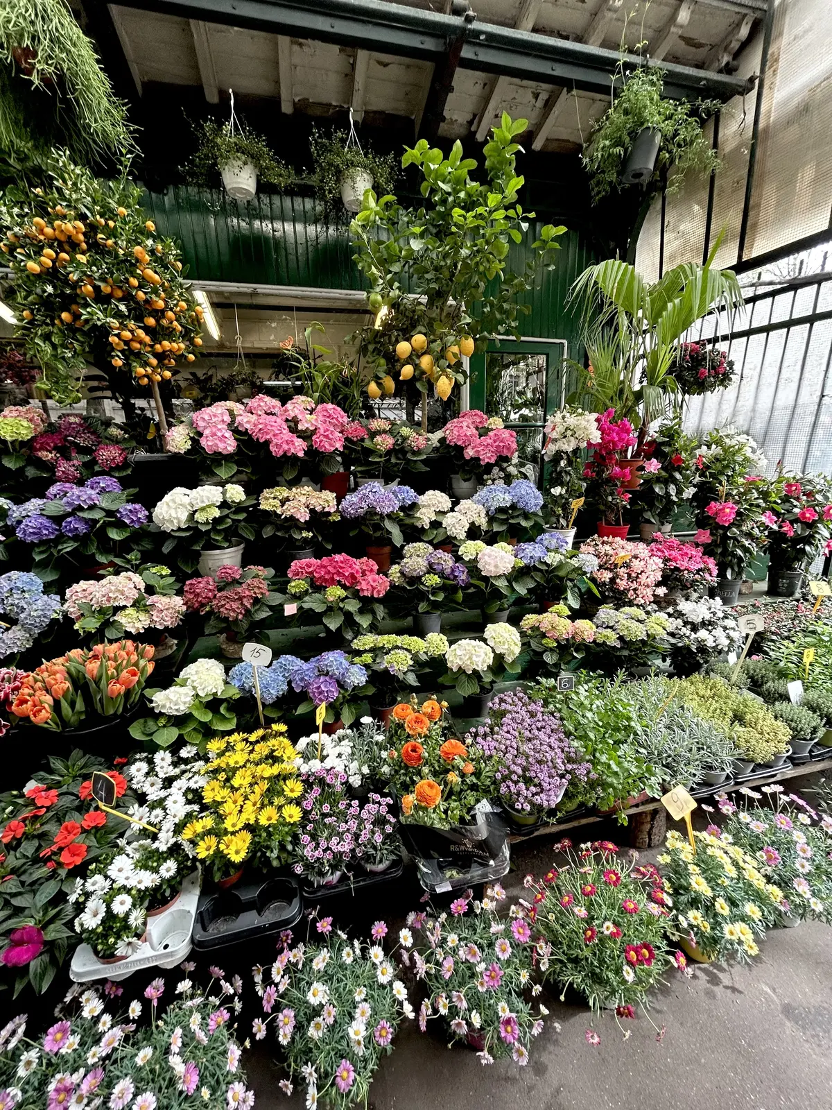 パリ　花市場　Marche aux Fleurs Reine Elizabeth II de Paris マルシェ・オ・フルール・レーヌ・エリザベス2世）