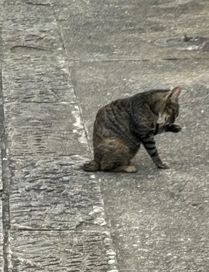 晴天の長崎散策の画像_12