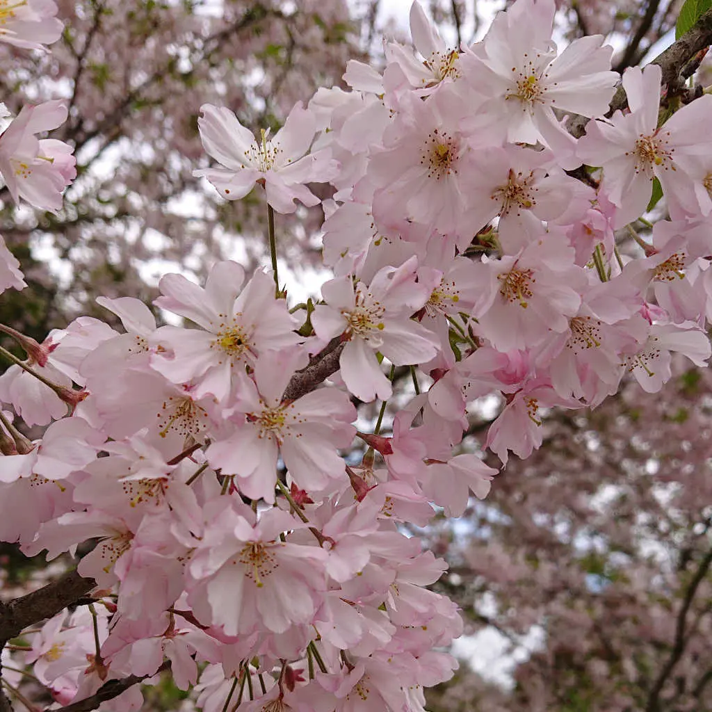 お気に入りのピクニックバスケットで一足遅の画像_3