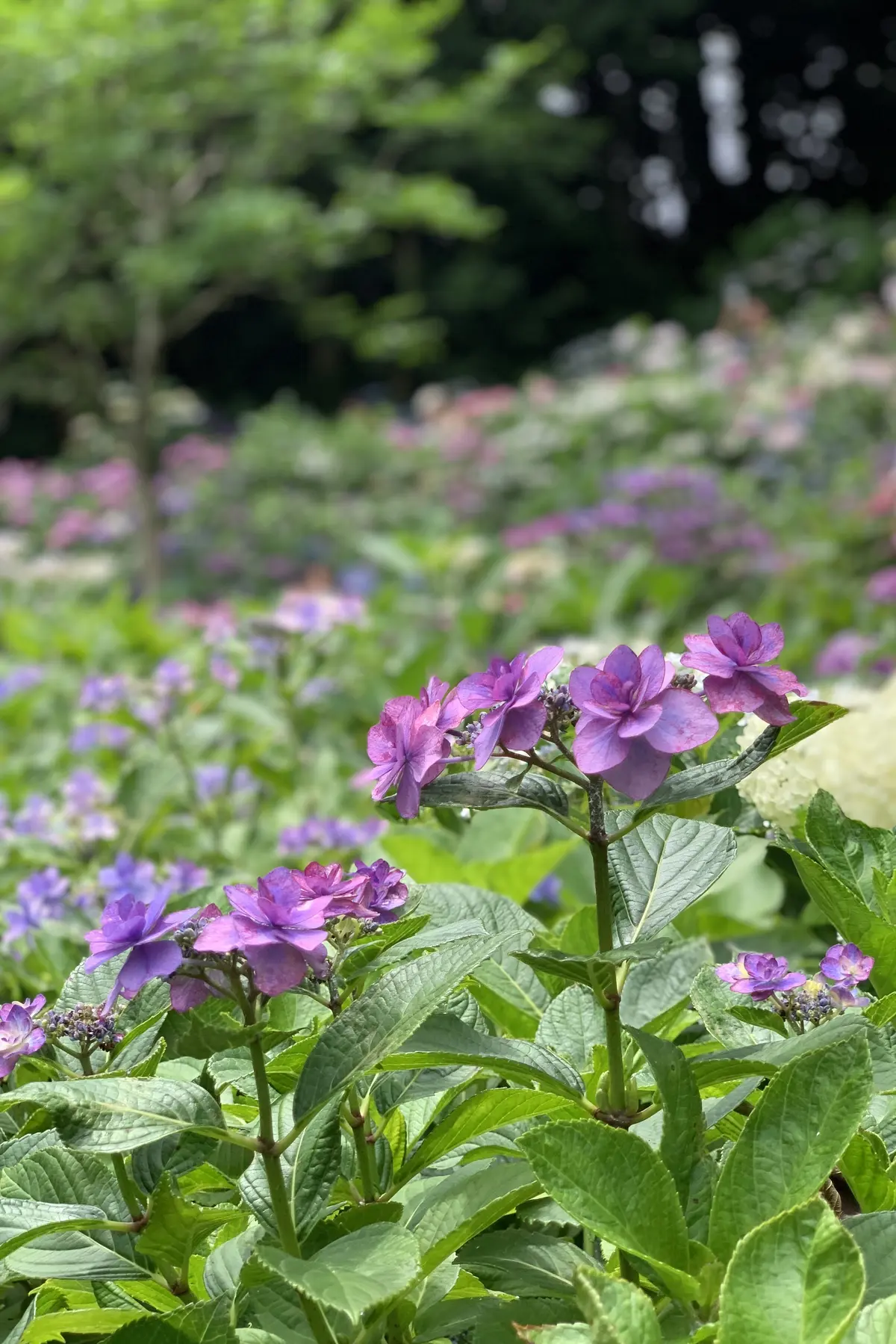 長谷寺　あじさい　見頃　アジサイ