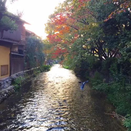 京都めぐり　その２の画像_9