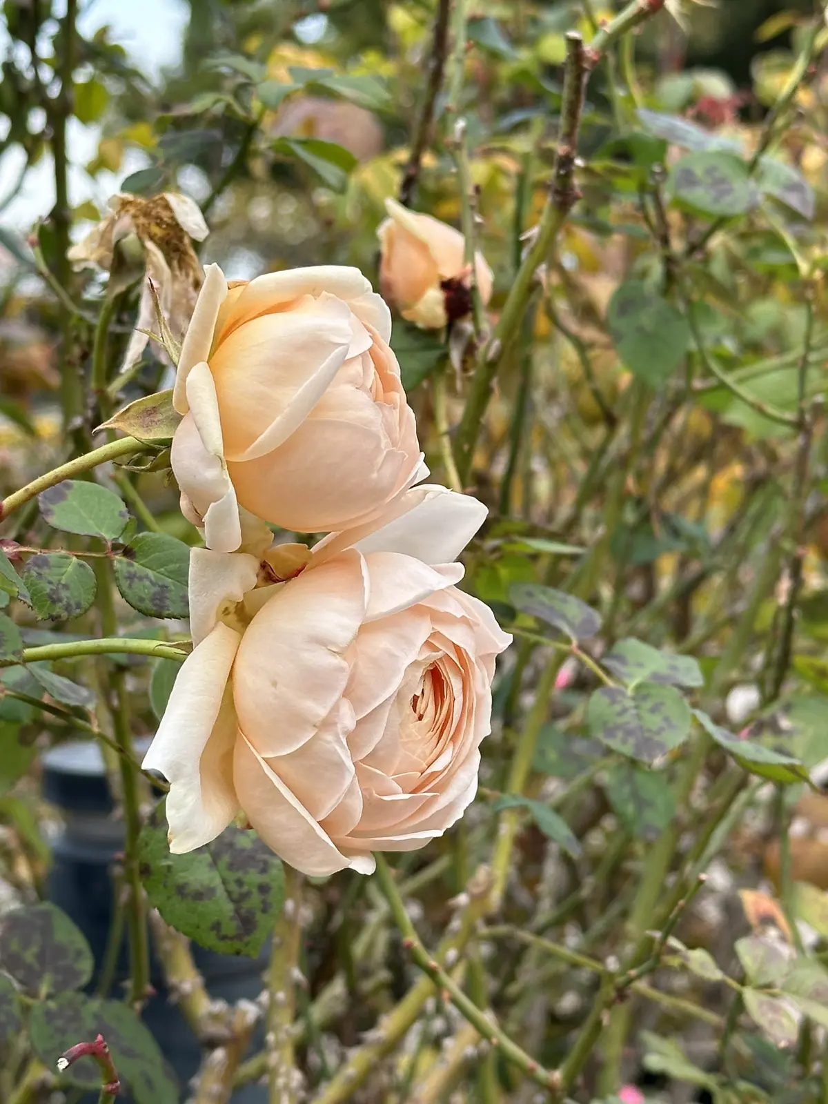お気に入り柄スカートで横浜夫婦デート♪の画像_20