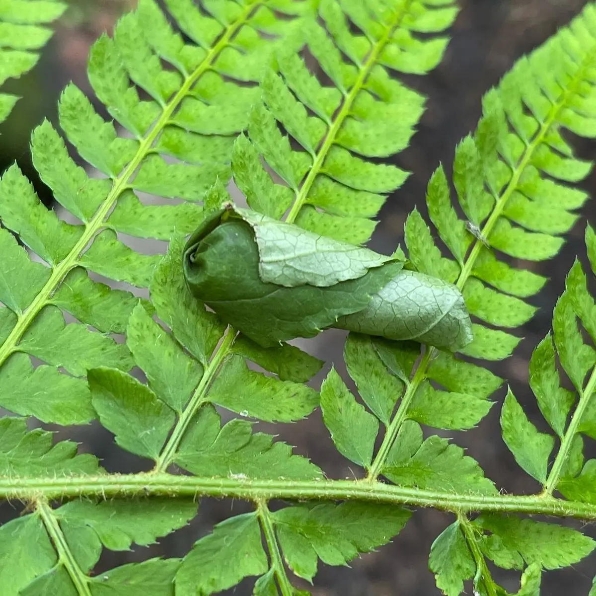 奥入瀬渓流　苔さんぽ