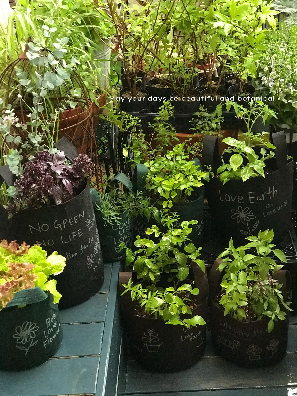 我が家のルーツポーチガーデンの画像_16