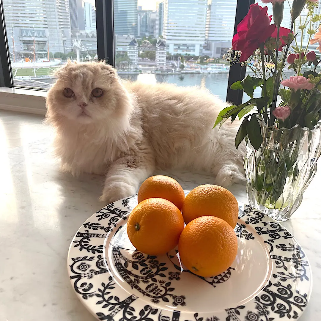 愛猫キャメロン