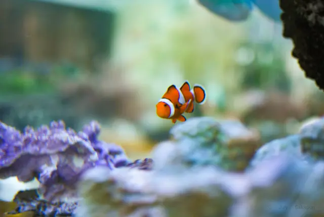 まさかの楽園?‼︎Starbucks☆はの画像_6